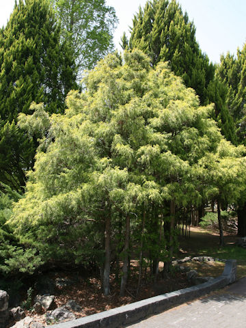 Chamaecyparis pisifera cv. filifera