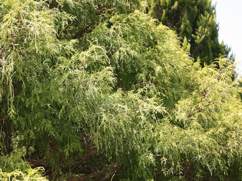 Chamaecyparis pisifera cv. filifera