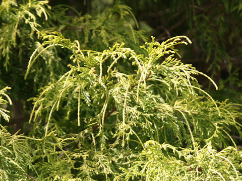 Chamaecyparis pisifera cv. filifera