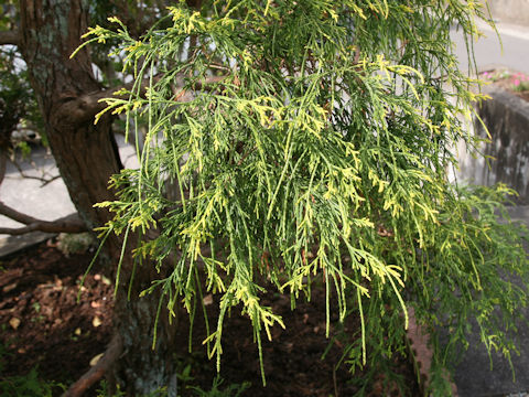 Chamaecyparis pisifera cv. filifera