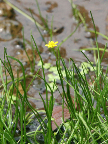 Ranunculus reptans