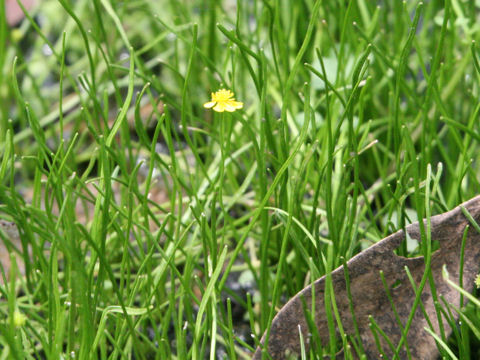 Ranunculus reptans