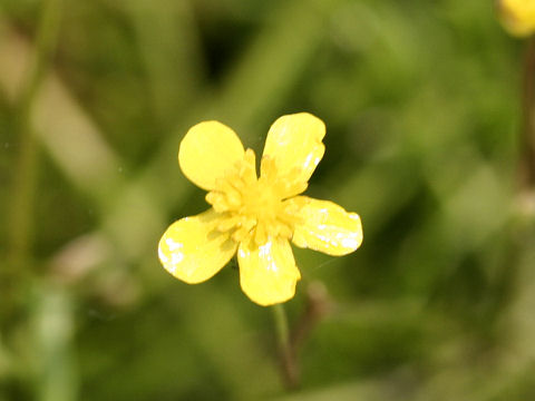 Ranunculus reptans