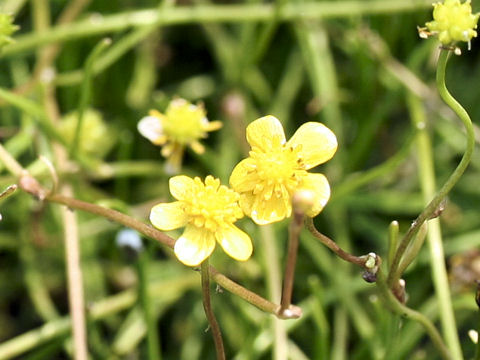 Ranunculus reptans