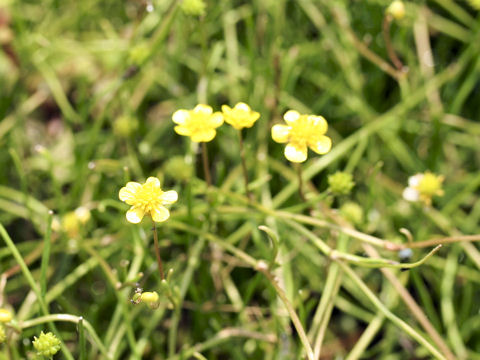 Ranunculus reptans