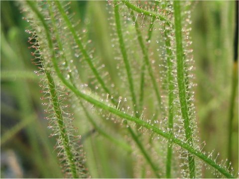 Drosera filiformis