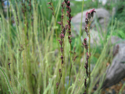 Drosera filiformis