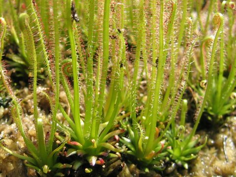 Drosera filiformis