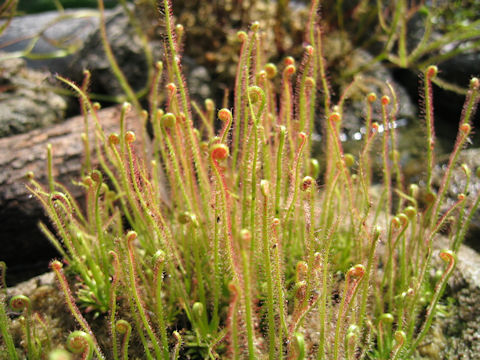 Drosera filiformis