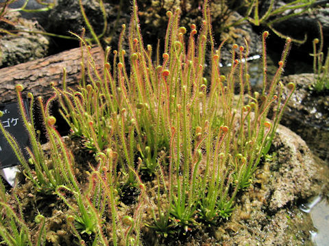 Drosera filiformis