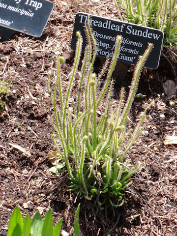 Drosera filiformis