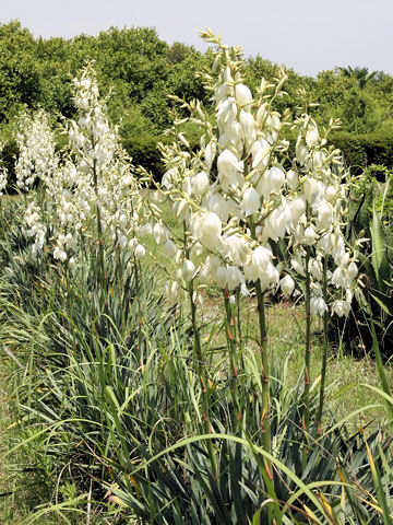 Yucca filamentosa