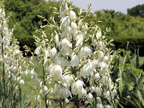 Yucca filamentosa