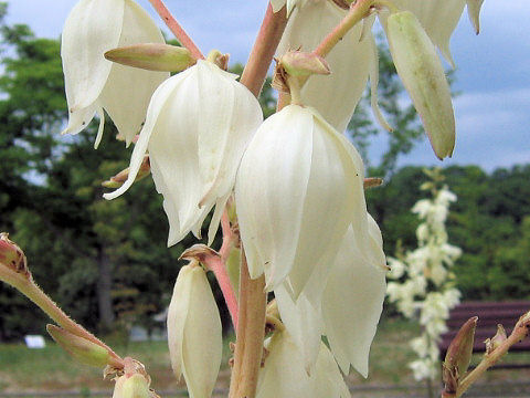 Yucca filamentosa cv. Golden Sword