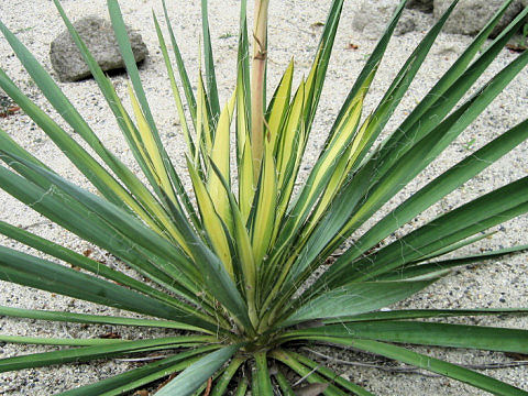 Yucca filamentosa cv. Golden Sword