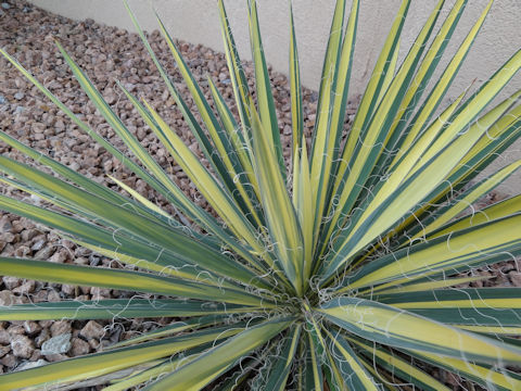 Yucca filamentosa cv. Golden Sword