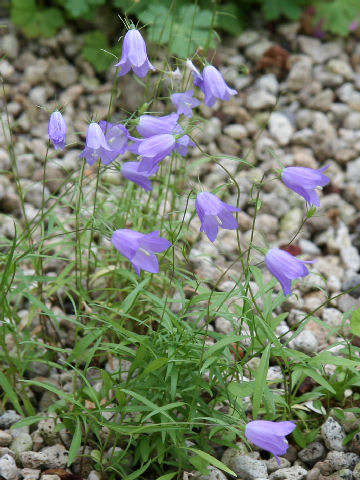 Campanula rotundifolia