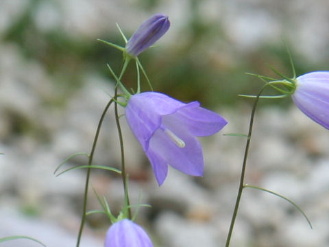 Campanula rotundifolia