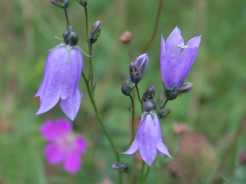 Campanula rotundifolia