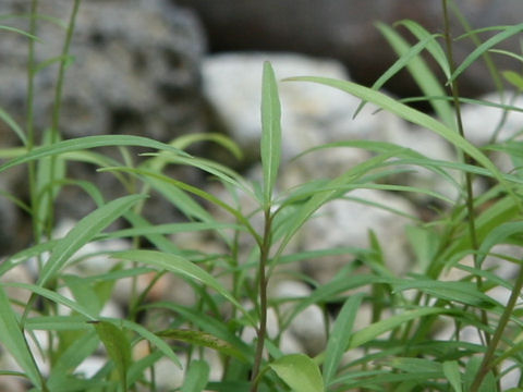 Campanula rotundifolia