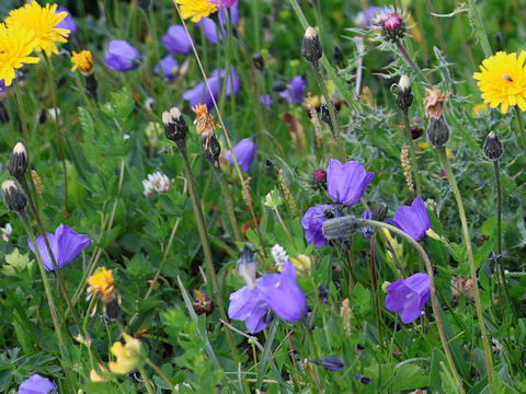 Campanula rotundifolia