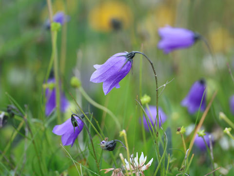 Campanula rotundifolia