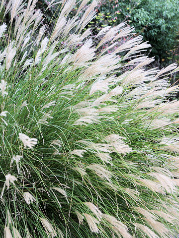 Miscanthus sinensis f. gracillimus