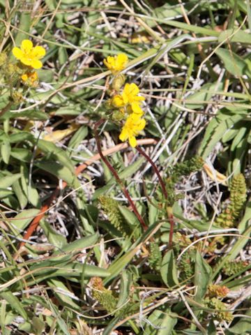 Ivesia lycopodioides