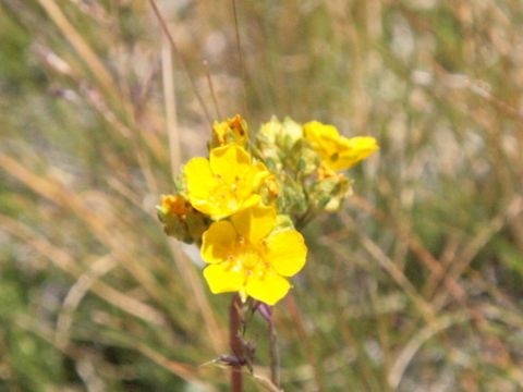 Ivesia lycopodioides