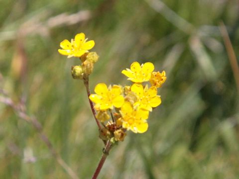 Ivesia lycopodioides