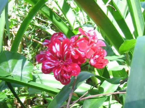 Pelargonium peltatum cv.