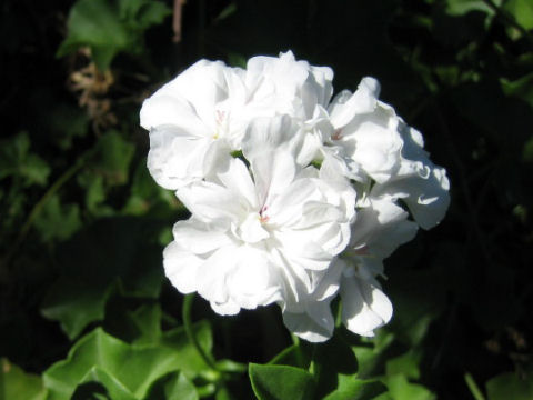 Pelargonium peltatum cv.