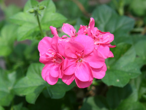 Pelargonium peltatum cv.