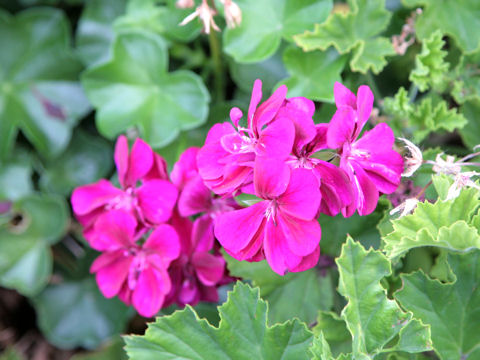 Pelargonium peltatum cv.