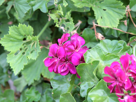 Pelargonium peltatum cv.