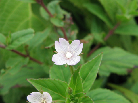 Epilobium cephalostigma