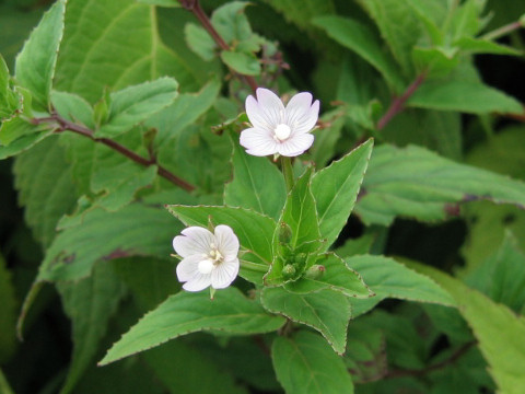 Epilobium cephalostigma