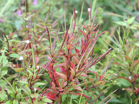 Epilobium cephalostigma