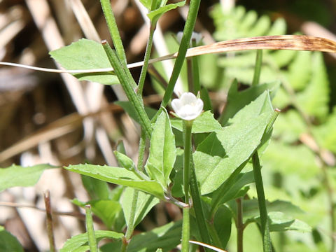 Epilobium cephalostigma