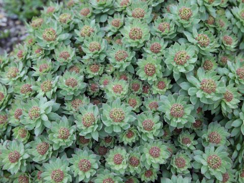 Sedum rosea