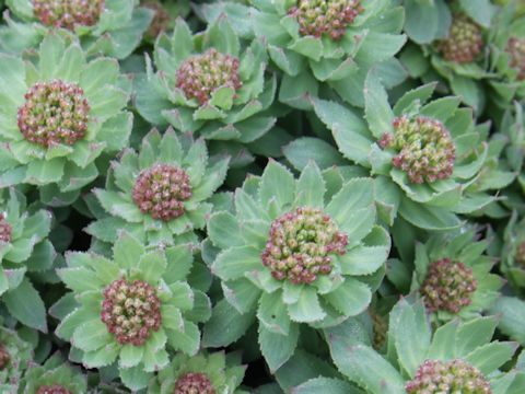 Sedum rosea