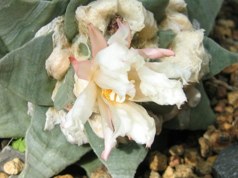 Ariocarpus retusus