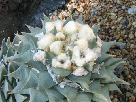 Ariocarpus retusus