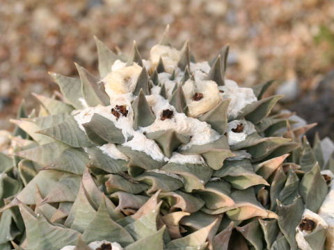 Ariocarpus retusus