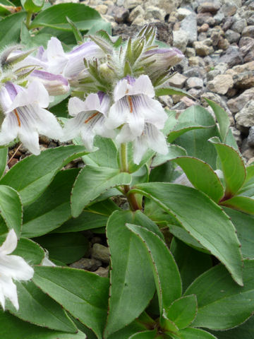 Penstemon frutescens