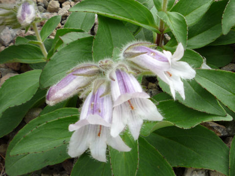 Penstemon frutescens