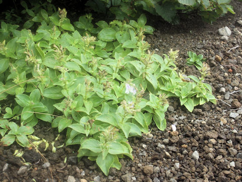 Penstemon frutescens