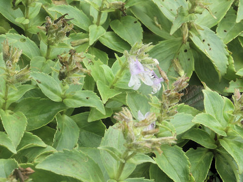 Penstemon frutescens