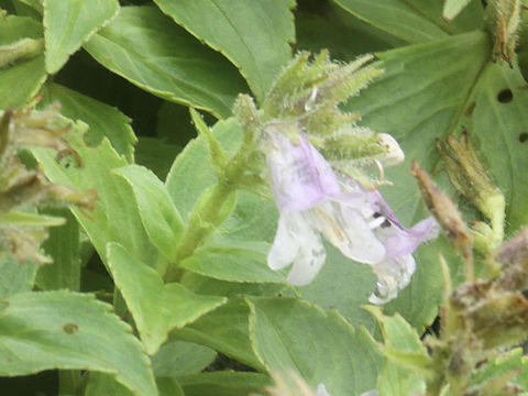 Penstemon frutescens