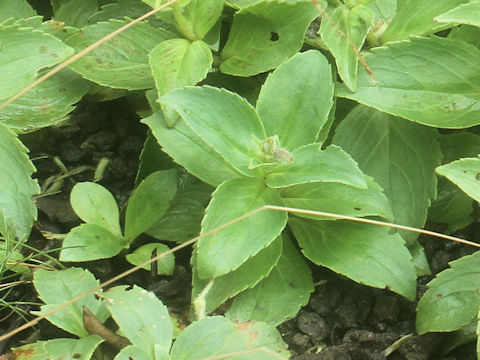 Penstemon frutescens